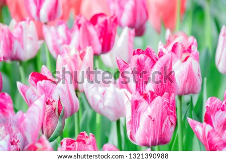 Beuatiful sweet red-orange tulips flower growing and blossom in spring season field with green leaves and branch and blurry background, a moment romantic in garden, holiday and nature concept.