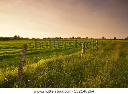 Summer landscape of meadow.
