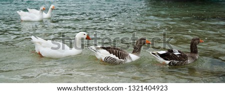 Geese swimming on the lake kournas, kourna in Crete, Greece snow is on the mountain tops across the lake idyllic scene  with geese in different temper    