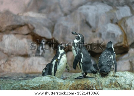 Group of Humboldt penguins