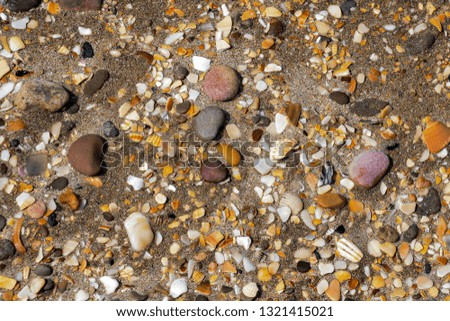 Photo picture texture sea shells and rocks on sand background