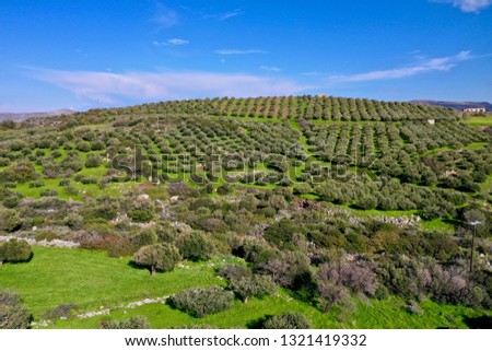 Aerial photography of olive groves close to the village of Adravasti, Crete, Greece, beautiful patterns of the olive trees