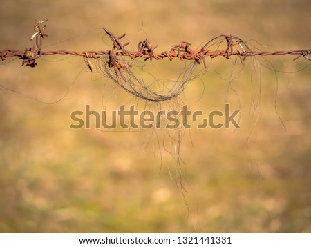 Abstract background. Animal hair on a rusty barbed wire