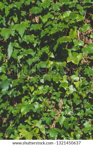Close up view of green ivy climbing up and growing along tree trunk. Beautiful photo in Sintra natural park, Portugal.