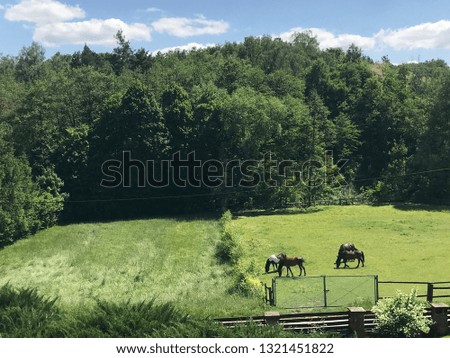 A photo showing beautiful horses on the grass on a sunny day. In the background a thick cute forest on the hill.
