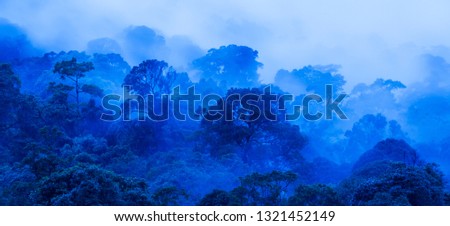 Aerial view of ancient tropical forest in blue misty, fantastic art of shape of wild trees, dark foggy on rainy morning, Khao Yai National Park, Thailand, UNESCO World Heritage Site.