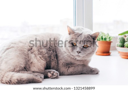 Lilac British cat lying on the windowsill. Flower pots in the background