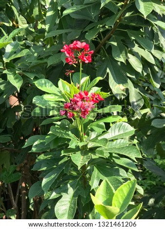 Jatropha integerrima or peregrina or spicy jatropha flower blooming in the garden