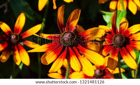 Black Eyed Susan, Rudbeckia hirta, red and orange flowers at flowerbed background, selective focus, shallow DOF