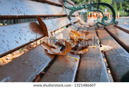 Beautiful autumn golden leaves after rain on park bench. Close up photo