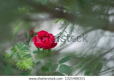 Red rose surrounded by larch branches, like thorns. Special, one of a kind, manual lens used for this swirl and unusual bokeh blur.Focus is soft, subtle, dreamy and gentle, so everything is in shapes.