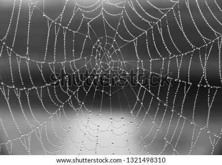 spiderweb with droplets black and white