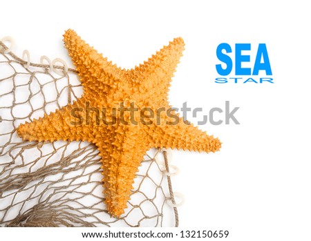 The Caribbean Starfish (Oreaster reticulatus) on a fishing net.  Picture with space for your text.