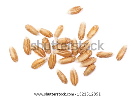 Macro spelt grain isolated on white background, top view Royalty-Free Stock Photo #1321512851