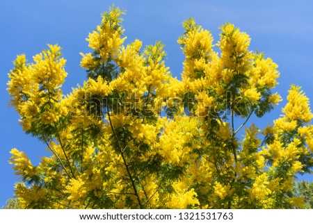 Blooming mimosa against the blue sky in springtime. Acacia dealbata.