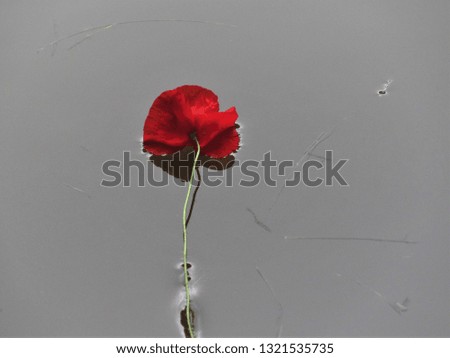 A beautiful red poppy flower and water surfaces