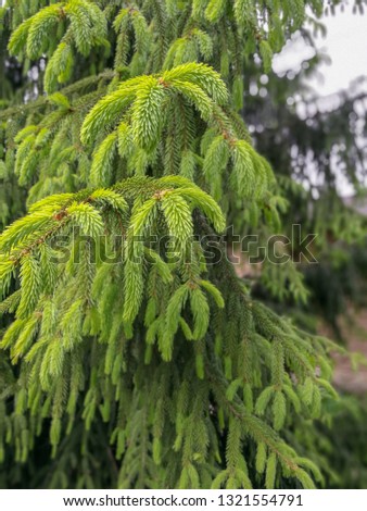 Close - up of fresh green shoots on furry spruce branches Royalty-Free Stock Photo #1321554791