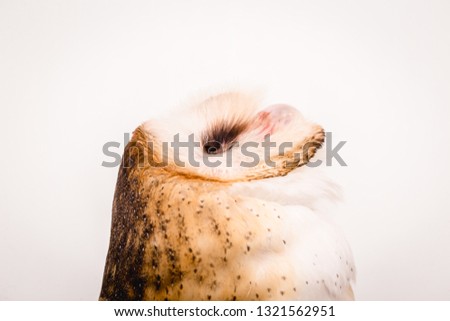 Photo of an owl in macro photography, high resolution owl cub photo. Owl of the Towers (Tyto furcata or Tyto alba), Also known as church owl. Face of an bird.