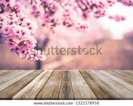 Spring blooming trees,wooden board empty table, product mock up display or montage.