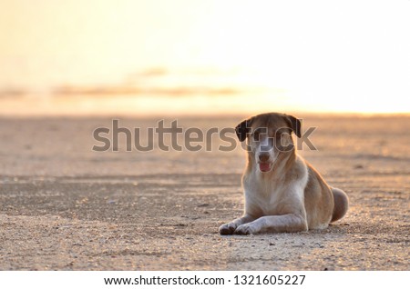Dog sitting on the beach at sunset time