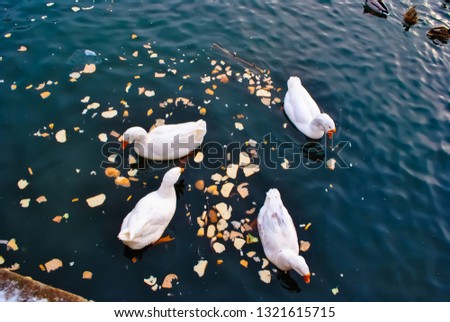 geese in a fabulous pond eat bread