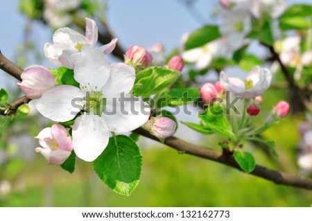 Spring blossoms Royalty-Free Stock Photo #132162773