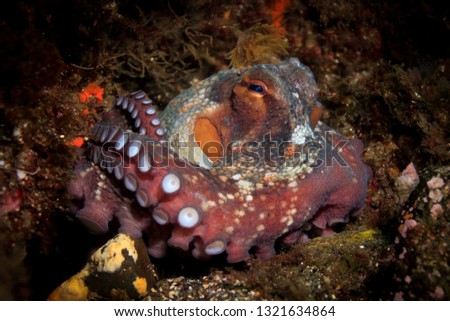 Common Octopus cleaning and curling legs while watching camera unbothered. 
Terceira, Azores, Portugal