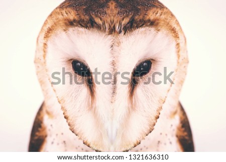Photo of an owl in macro photography, high resolution owl cub photo. Owl of the Towers (Tyto furcata or Tyto alba), Also known as church owl. Face of an bird.