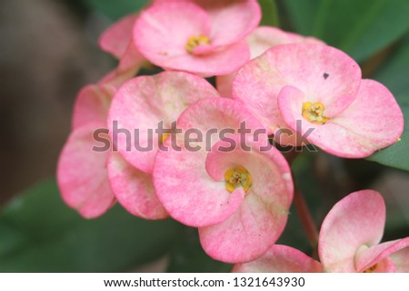 close-up image of flowers