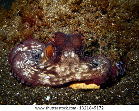 Small Common Octopus hanging onto a piece of shell on sandy bottom while watching camera.
Terceira, Azores, Portugal.