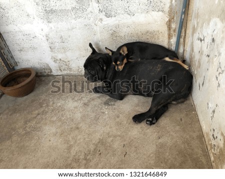 Couple of cute dog. French Bulldog puppy and Chihuahua dog sleeps on cement floor, spend their time together, such coach such brother. Sweet dream. Top view.