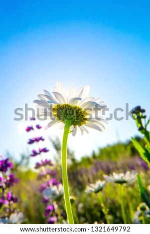 Beautiful white daisies in a green rural meadow in the rays of the bright sun. Rural landscape. Wild meadow flowers. Summer nature.  Backlight. Free space for icons and for text. Desktop screen saver.