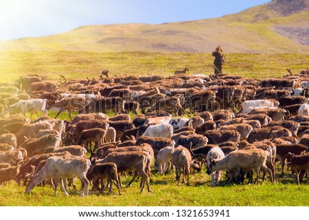 Herd of reindeer in the tundra among the hills. Traditional way of life of the indigenous peoples of the North. Chukotka, Siberia, Far East of Russia. Royalty-Free Stock Photo #1321653941