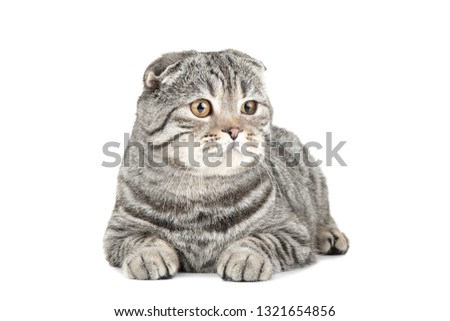 Cute cat lying on white background