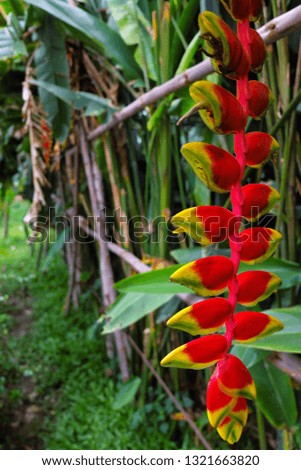 Red flowers of Heliconia rostrata inflorescence or lobster-claws or toucan peak or wild plantains or false bird-of-paradise with leafs.