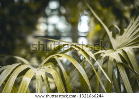 Tropical Palm leaves in the garden, Green leaves of tropical forest plant for nature pattern and background, color dark flat lay tone for input text.