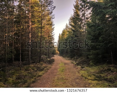 Picture of a path in the forest. Taken on a spring morning.