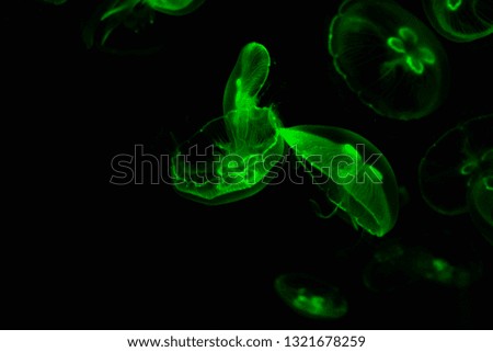 
jellyfish with shining green bulbs