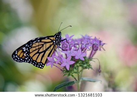 Monarch butterfly in the garden and bokeh background