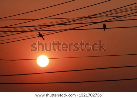 The sun shines through the house window and the birds hang the electrical wires in front of the house in the evening.