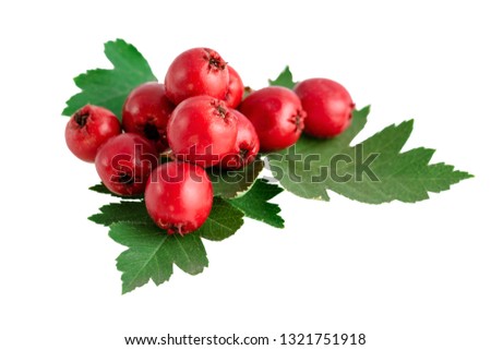 hawthorn haws or berries with leaves isolated on white Royalty-Free Stock Photo #1321751918