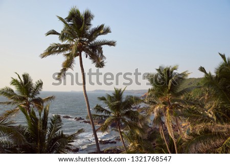 landscape picture of tall palm trees of tropical forests, sea coast with rocks against the sky.
