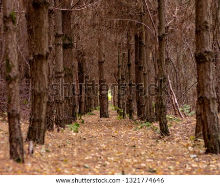 A uniform grove of trees form a natural tunnel in the forest
