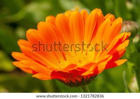 Calendula officinalis, marigold orange flower in a herb garden in a sunlight.