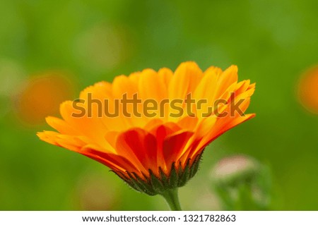 Calendula officinalis, marigold orange flower in a herb garden in a sunlight.