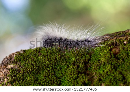 Eupterote Testacea Walker Black Caterpillar With White Hair
