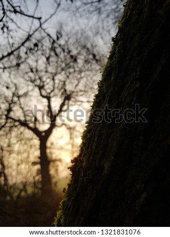 Sunrise eclipsing a mossy tree in the fog 