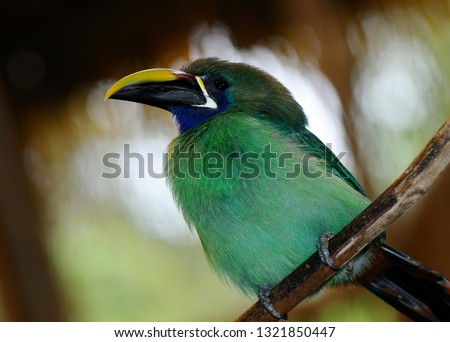 Emerald Toucanet Aulacorhynchus prasinus with halo of blurred light in Costa Rica