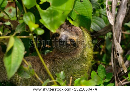 Face of a Brown Throated Three toed Sloth in the jungles of Costa Rica Royalty-Free Stock Photo #1321850474