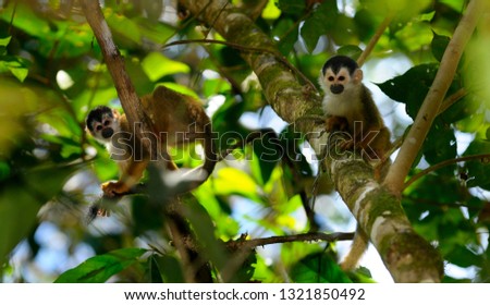 Common squirrel monkeys resting and grooming in rainforest trees Costa Rica